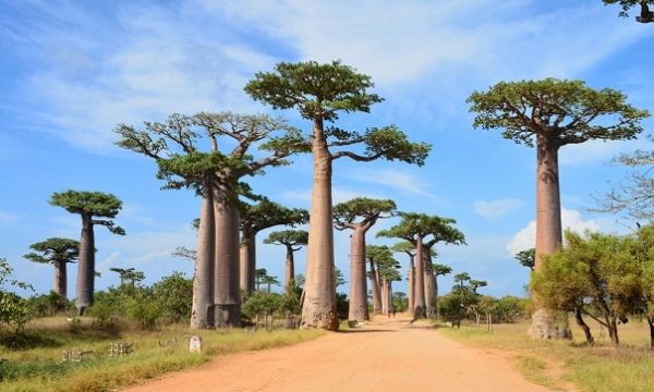 ANJARA-VOYAGE à diego-suarez
